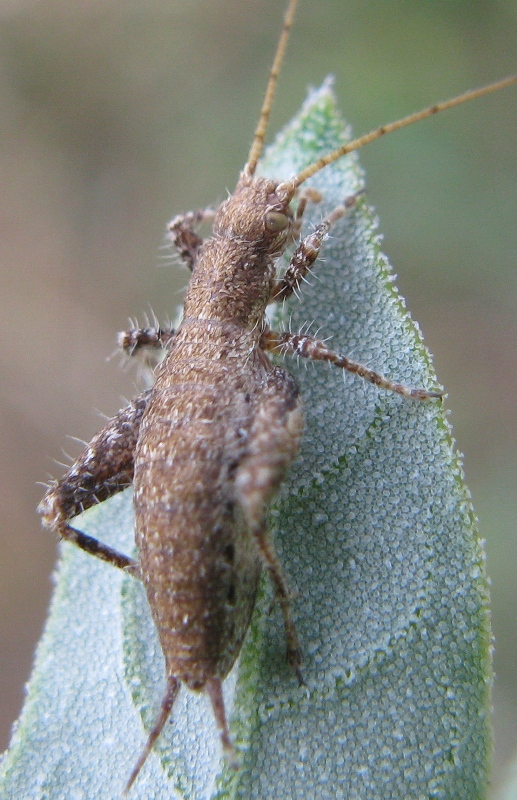 nuovo per me.. Arachnocephalus vestitus